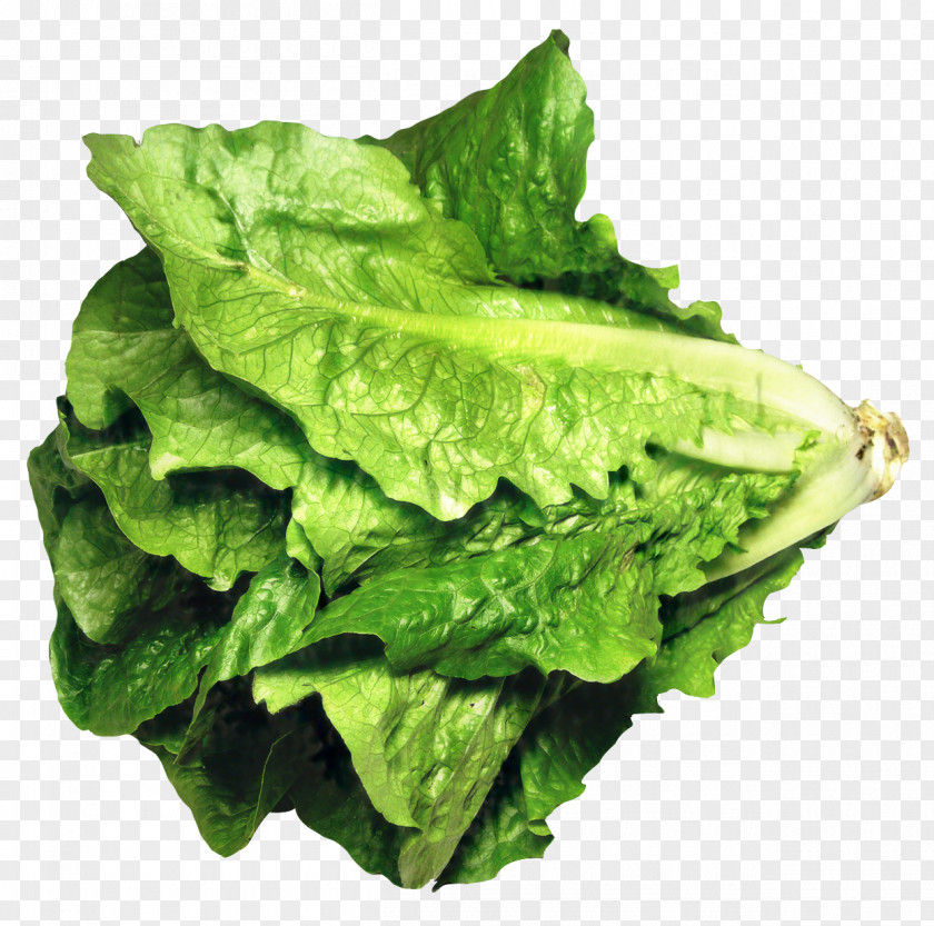 Romaine Lettuce Greens Caesar Salad Iceberg PNG