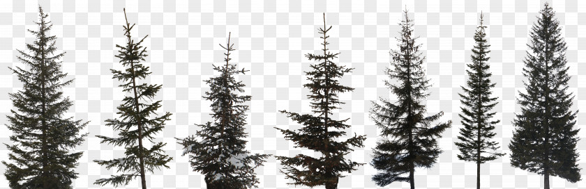 Vintage Pine Tree Image Conifers Scots PNG