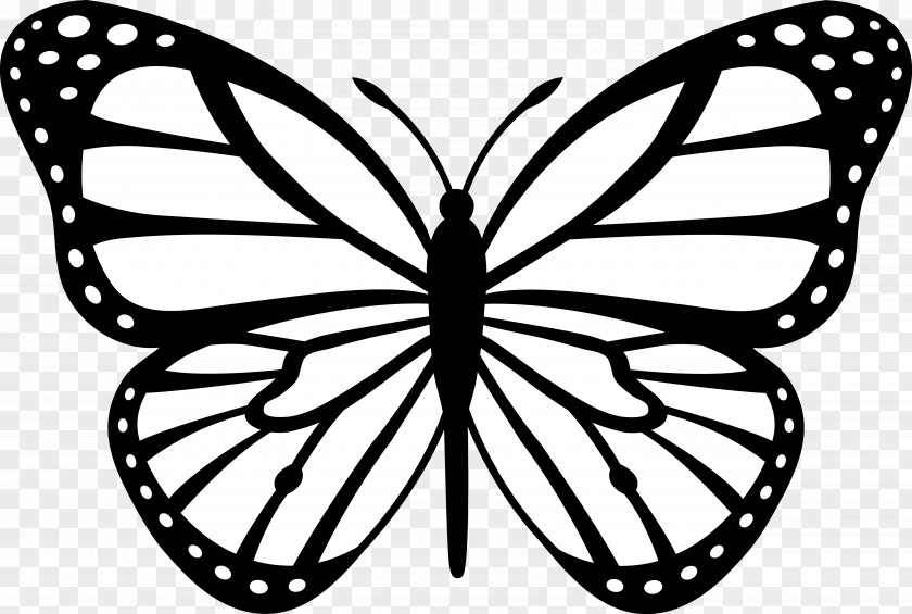 Black And White Drawings Of Animals Monarch Butterfly Insect Outline Clip Art PNG