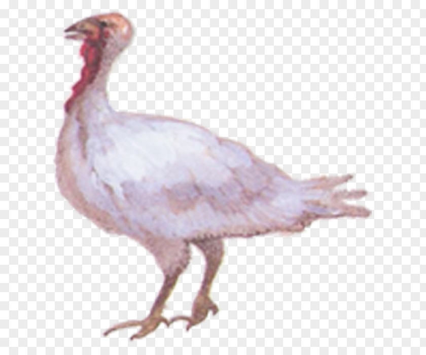 Chicken American Pekin Bird Cygnini Swan Goose Duck PNG