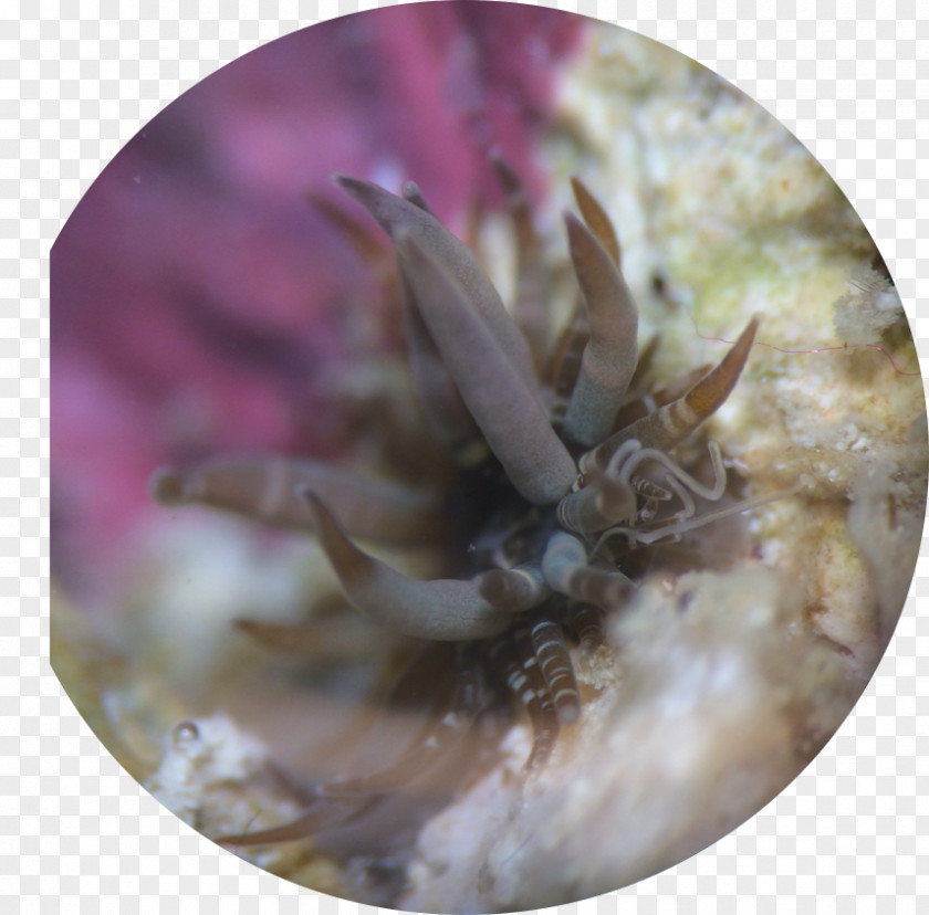 Crab Aiptasia Pulchella Sea Anemone Reef Aquarium PNG