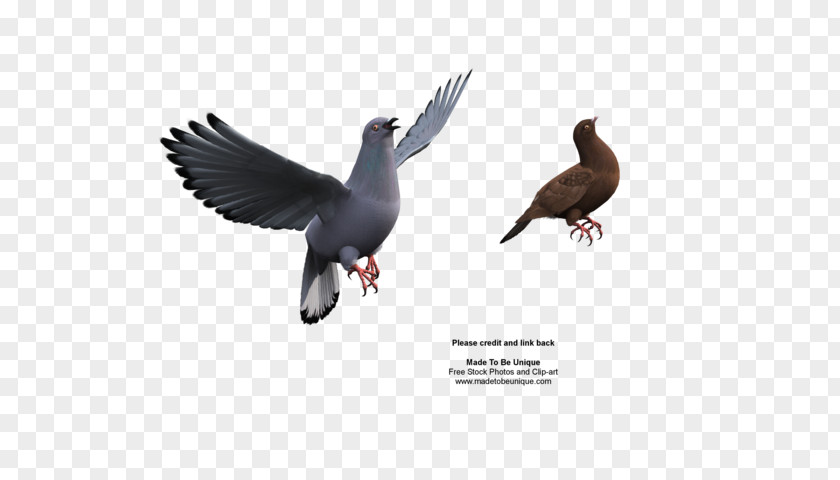 Duck Columbidae Rock Dove Bird Parrot PNG