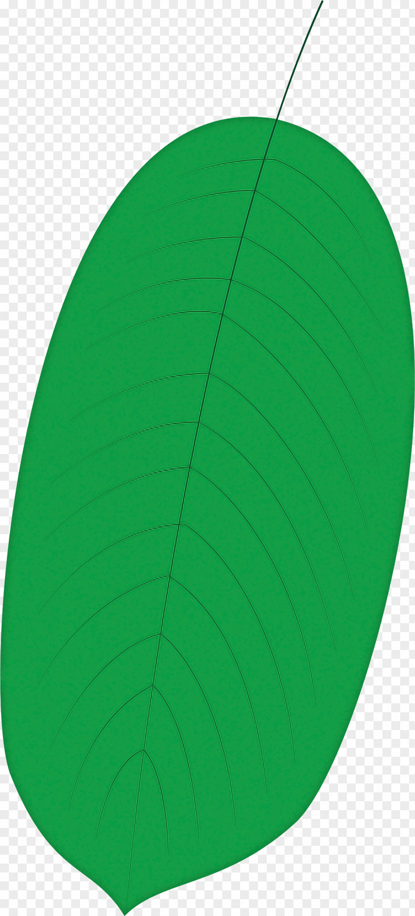 Leaf Green Biology Plant Structure Science PNG