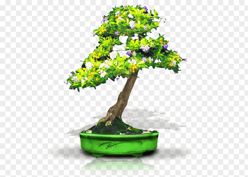 Tree Chinese Sweet Plum Seed Bonsai Thicket PNG