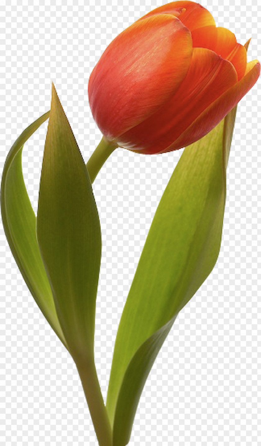 Tulip Mania Flower Bouquet Garden Roses PNG