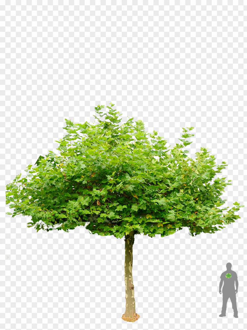 Bonsai Trees London Plane Tree Garden Shrub Roof PNG