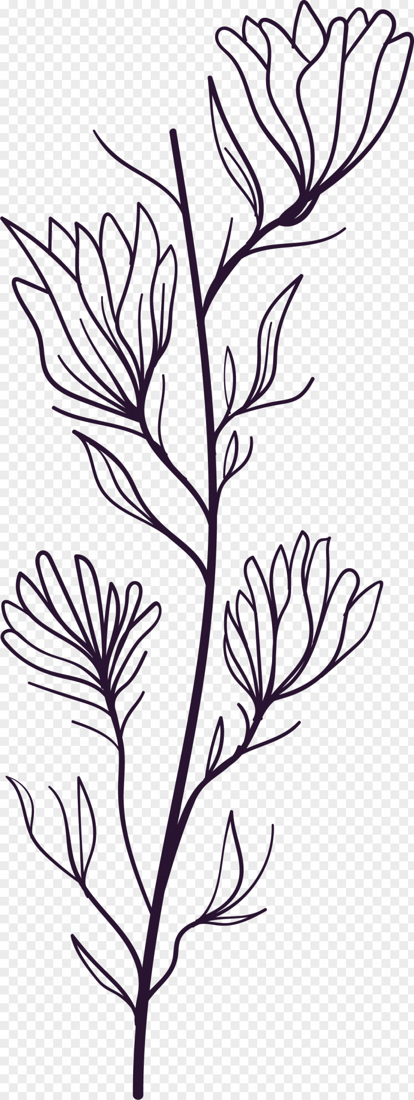 Simple Leaf Drawing Outline PNG