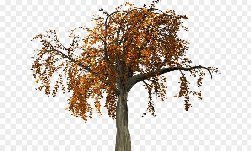 Tree Twig Trunk Autumn PNG