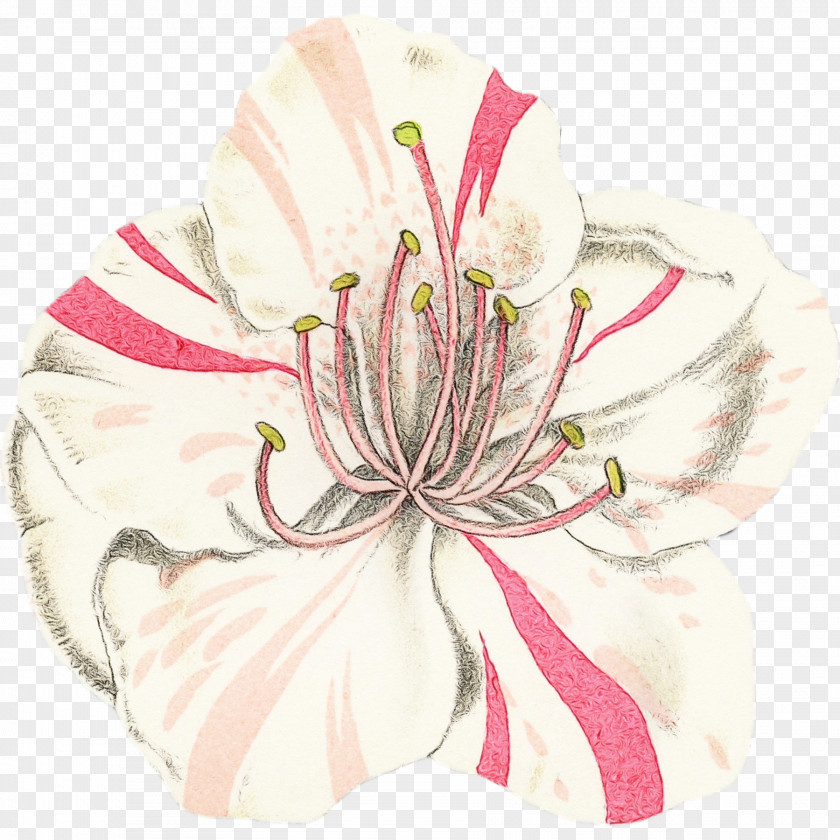 Wildflower Drawing Flower White Pink Plant Petal PNG