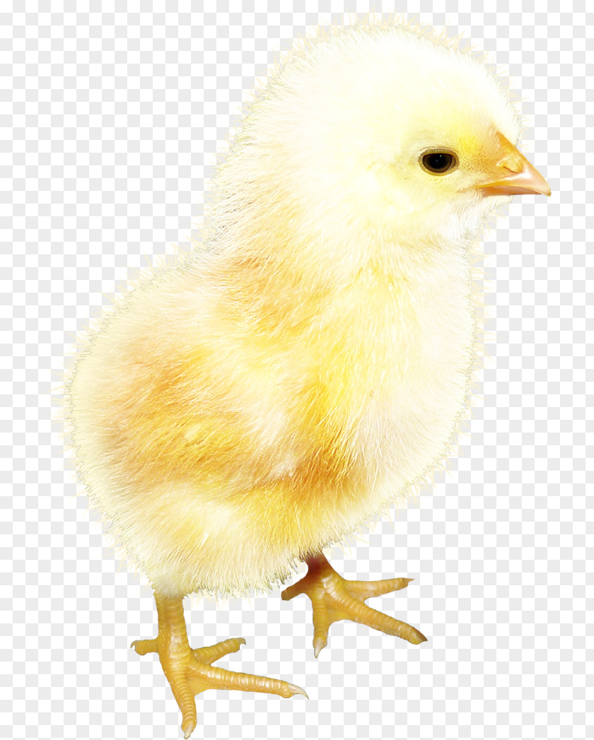 Chicken Clip Art Image Photography PNG