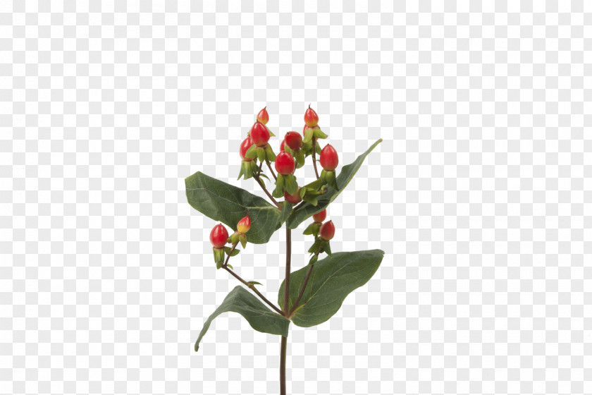 Flower Cut Flowers Bud Hypericum Plant Stem PNG