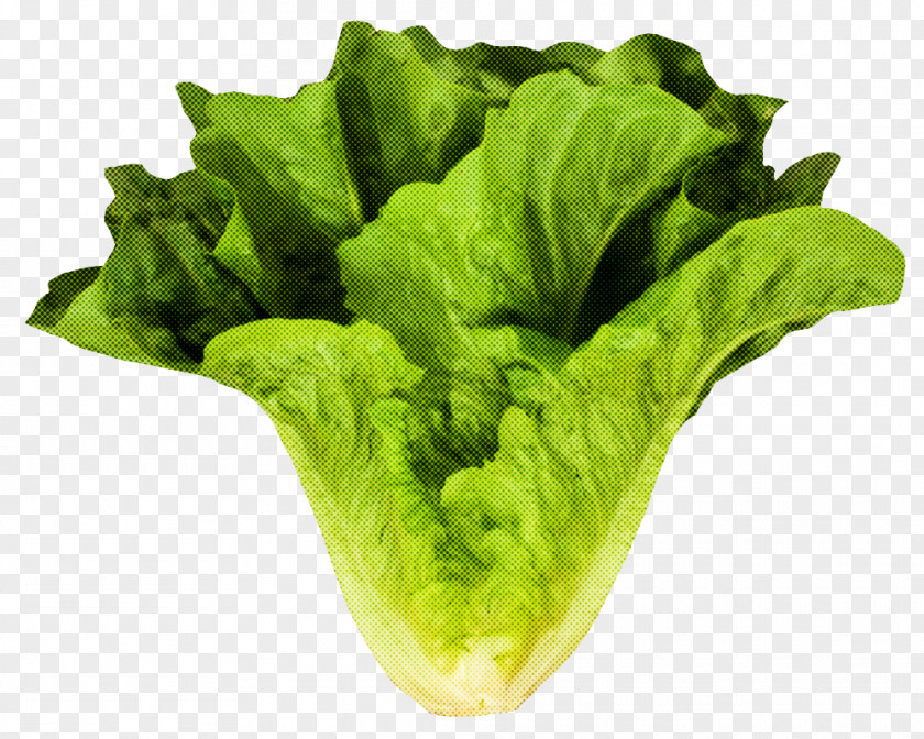 Plant Red Leaf Lettuce Vegetable Romaine Iceburg PNG