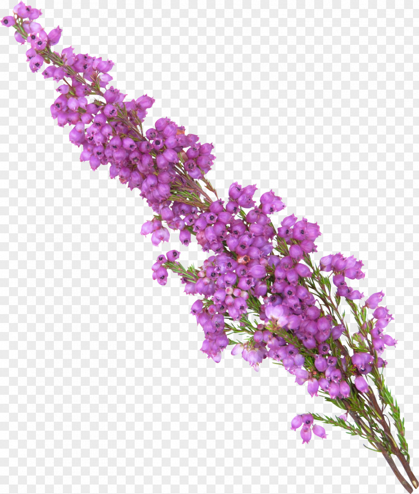 Treasure Lavender Purple Violet PNG
