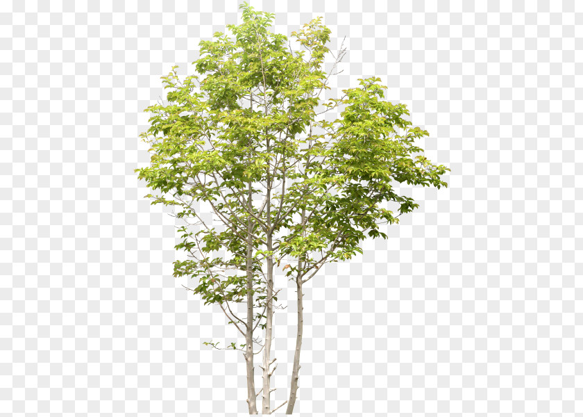 Tree Birch Landscape PNG