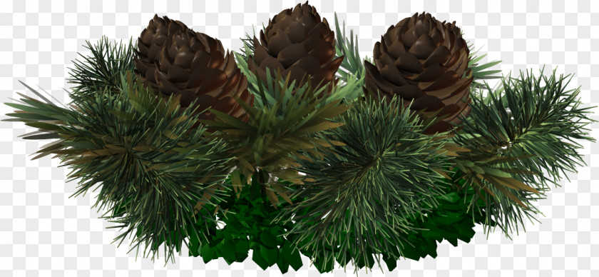 Tree Spruce Pine Christmas Ornament Fir PNG
