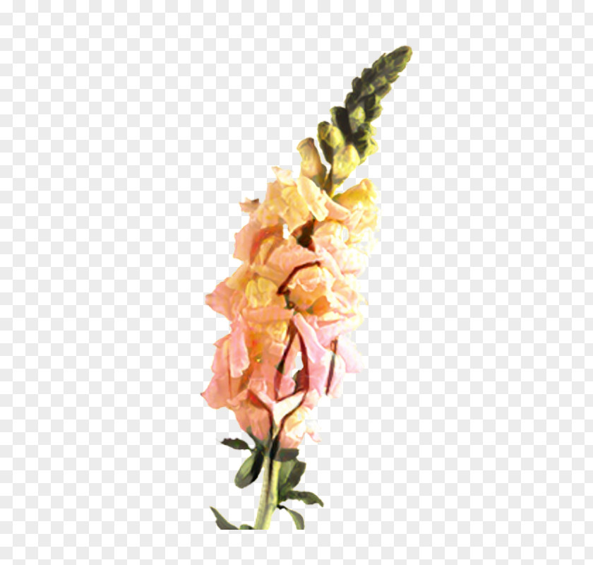 Floral Design Cut Flowers Gladiolus Plant Stem PNG