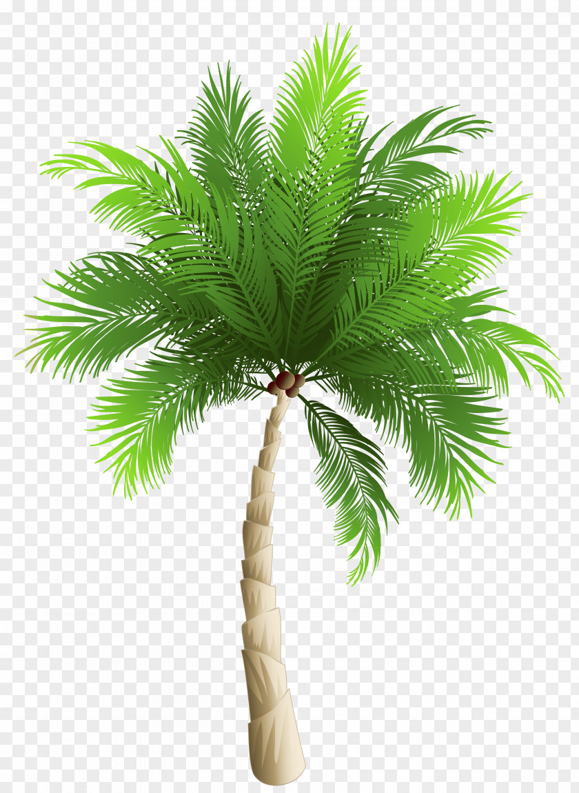 Palm Tree Clipart Image Trees Date Phoenix Canariensis Coconut PNG