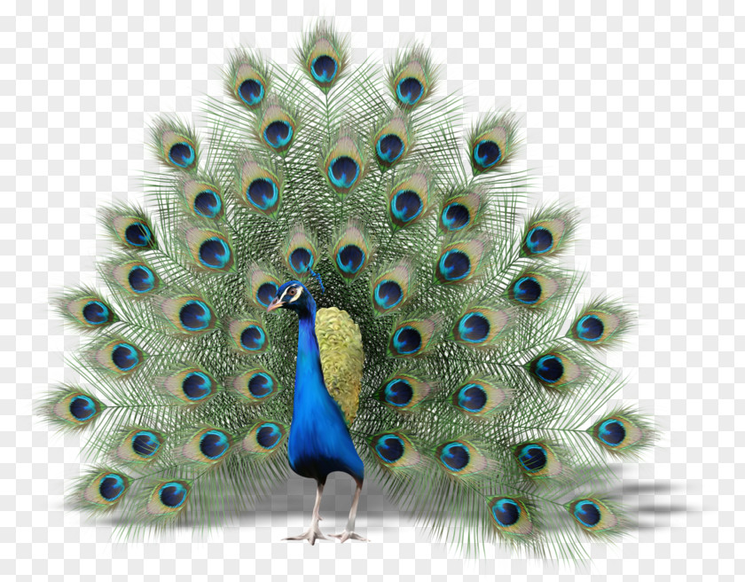 Bird Peafowl Thin Hair Thick (thinhairthick.com) Clip Art PNG