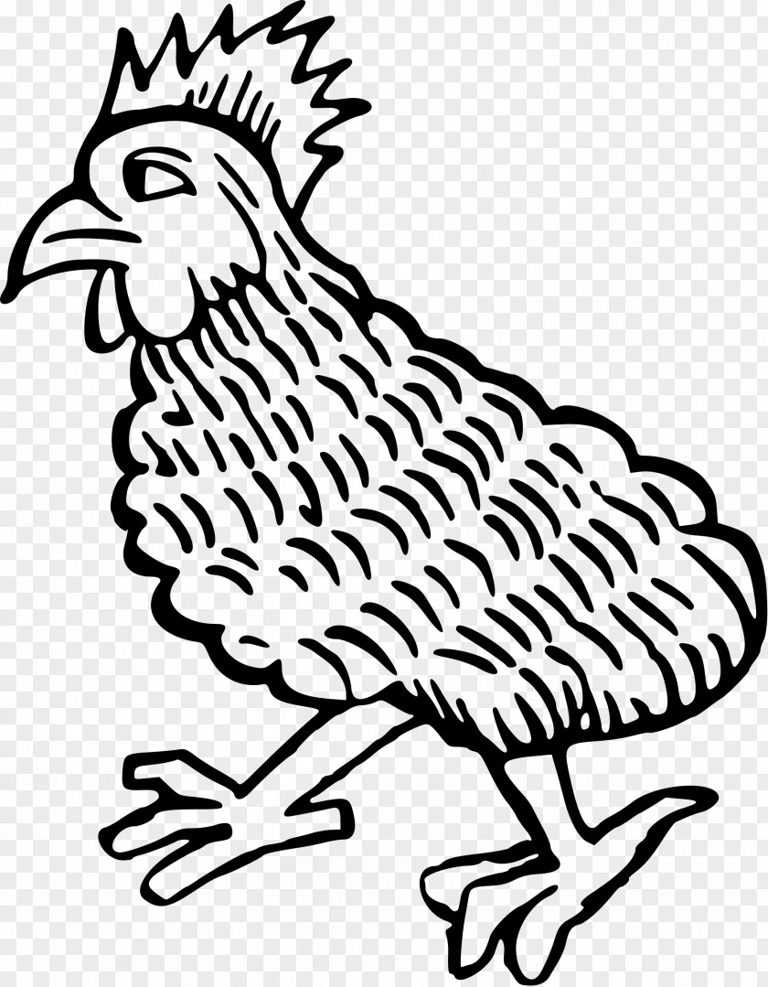 Bird Rooster Plymouth Rock Chicken As Food Hen Poultry PNG