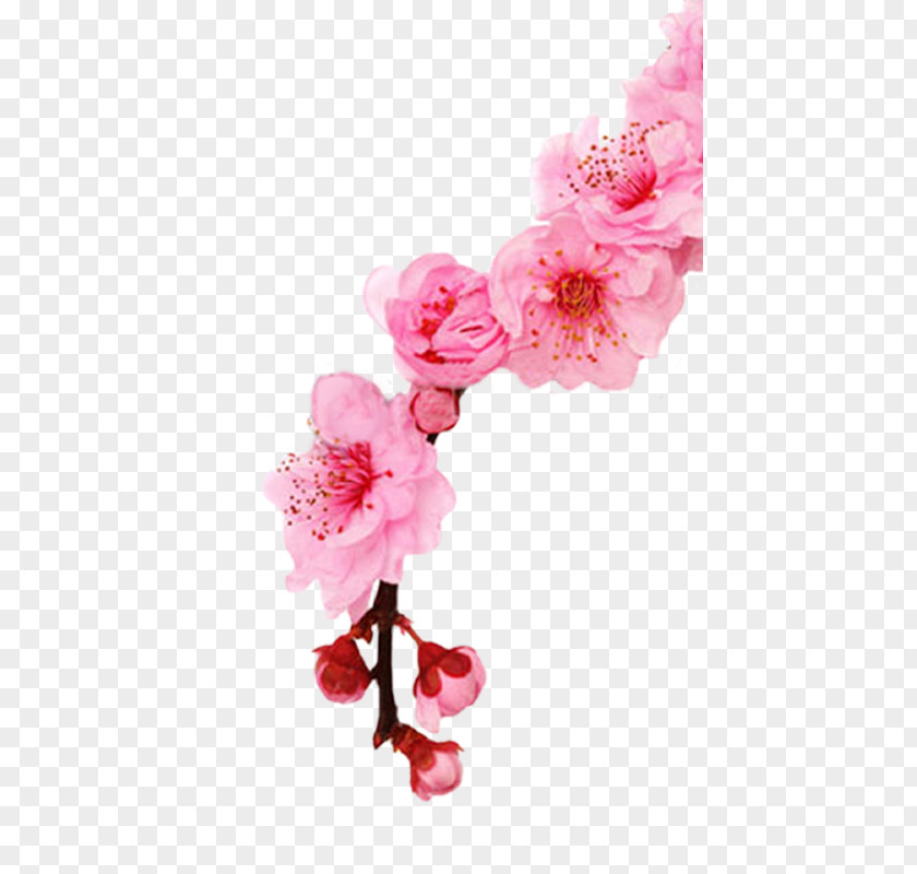 Cherry Blossom Stock Photography Spring Cherries PNG