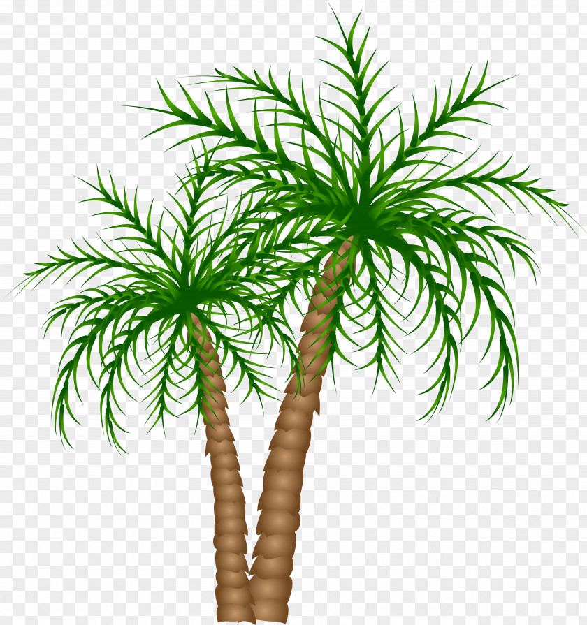 Date Palm Leaf Tree PNG