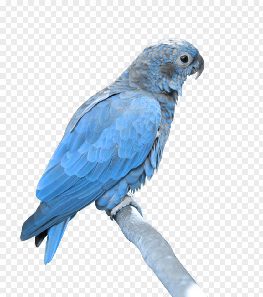 Wing Macaw Bird Blue Parrot Beak Parakeet PNG