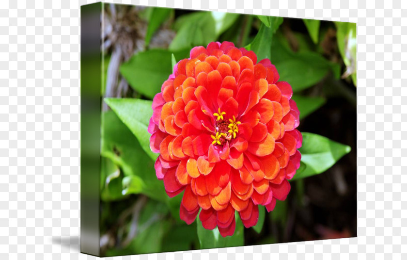 Zinnia Annual Plant Herbaceous Close-up Flowering PNG