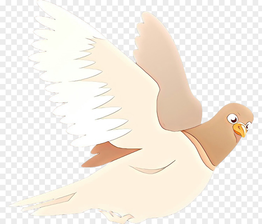Beak Bird Of Prey Illustration Feather PNG