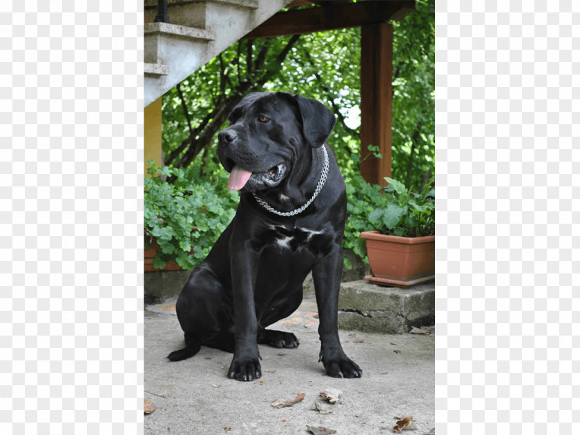 Cane Corso Labrador Retriever Pug Dog Breed Sporting Group PNG