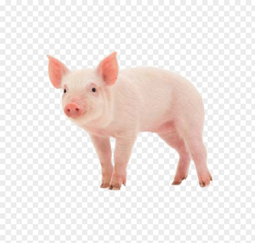 Hogs Danish Landrace Pig Skinny Stock Photography Royalty-free PNG