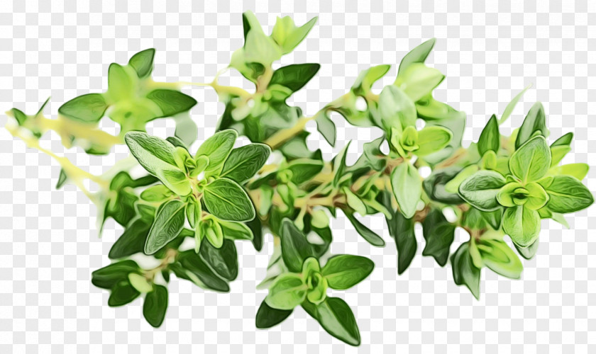 Perennial Plant Winter Savory Flower Leaf Herb Fines Herbes PNG