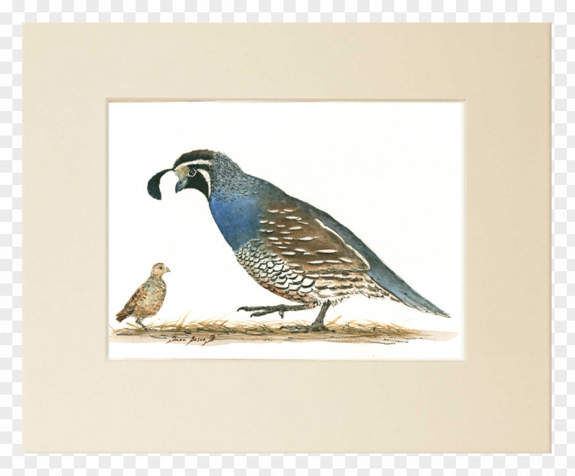 Quail California Bird Painting Art PNG