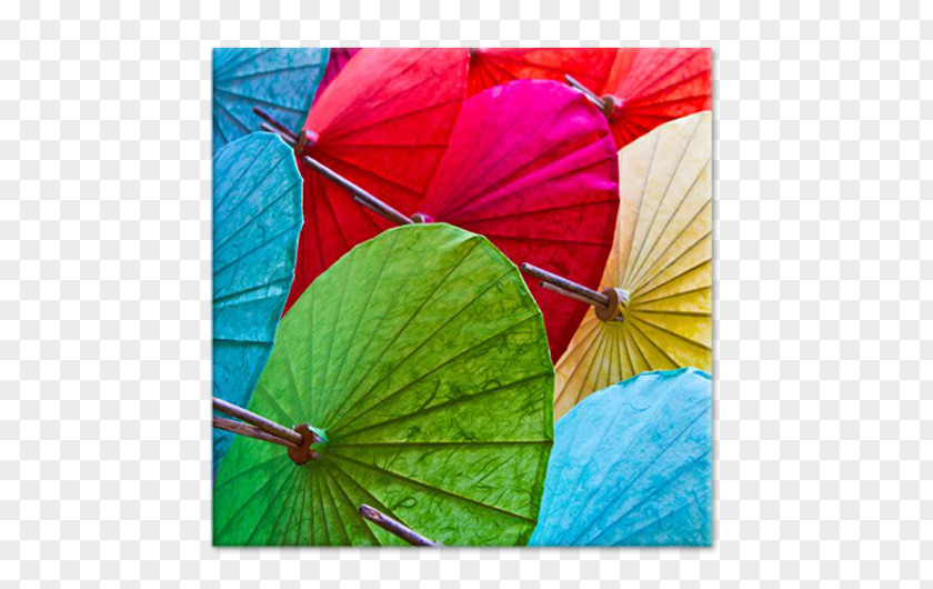 Umbrella Chiang Mai Flower Festival Royalty-free Stock Photography PNG