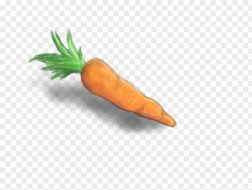 Carrot Vegetable Food Drawing Sketch PNG