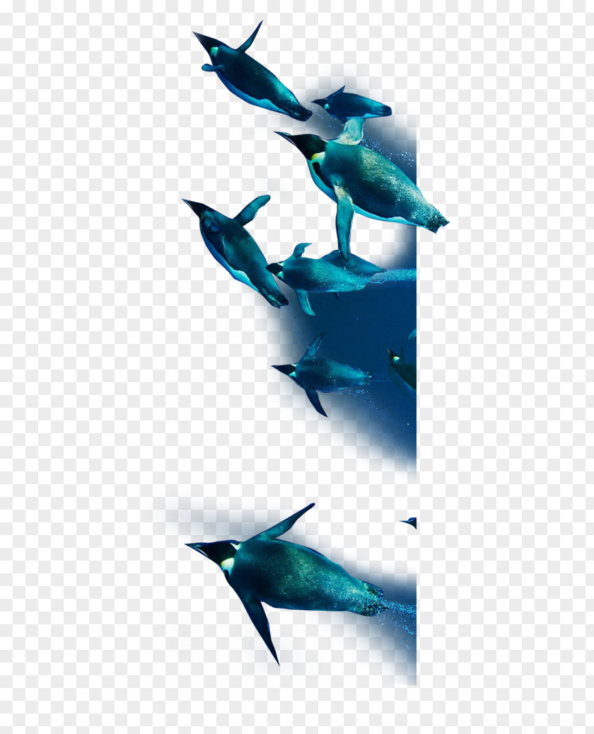 Dolphin Penguin PNG