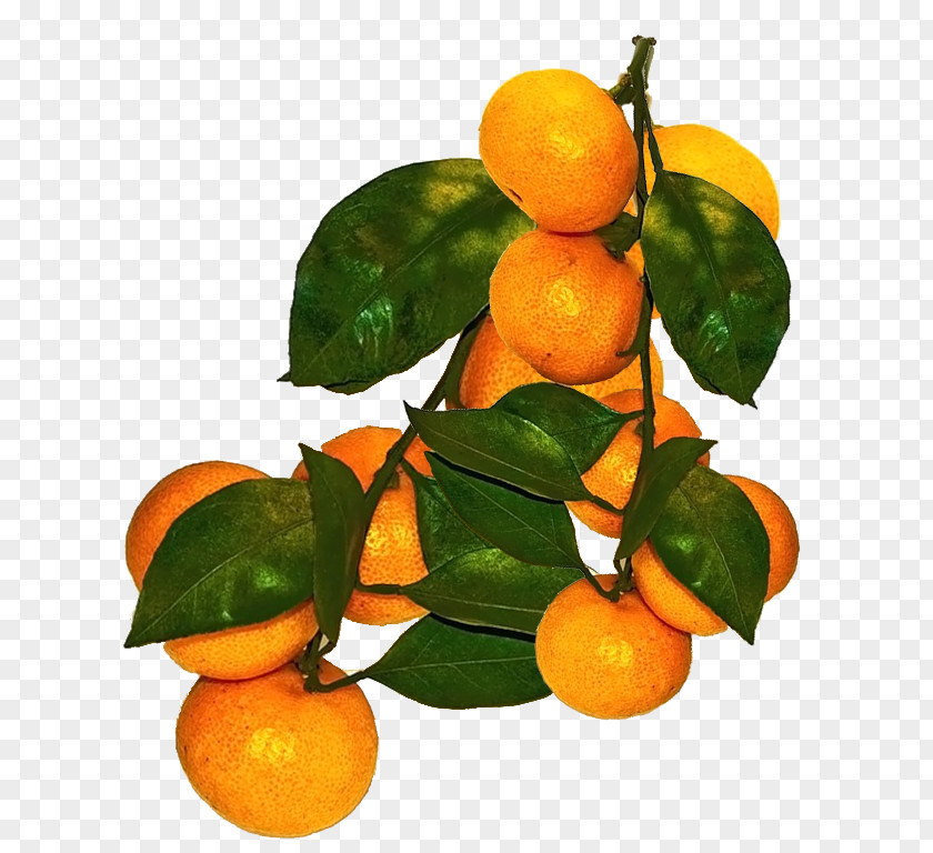 Lemon Clementine Mandarin Orange Tangerine Blood PNG
