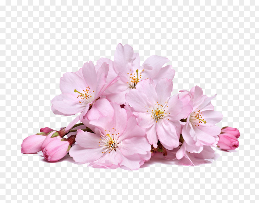 Cherry Blossoms Flower Blossom Pink PNG