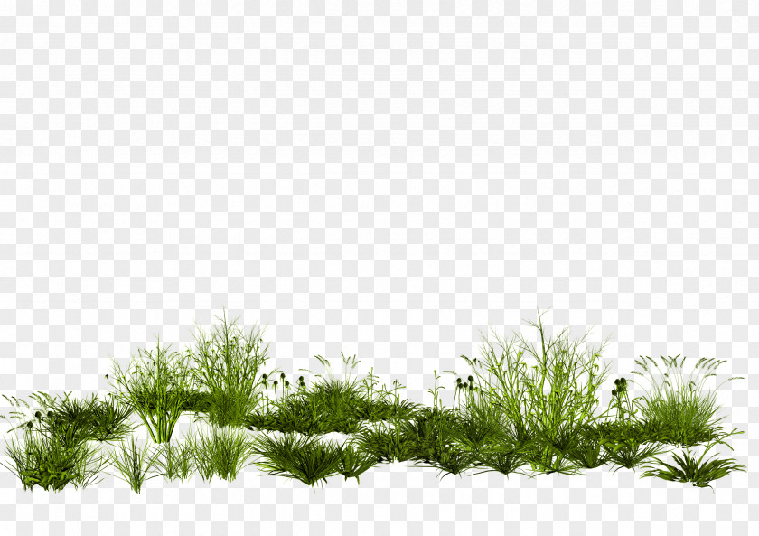 Creative Green Grass GIMP Rendering PhotoScape PNG