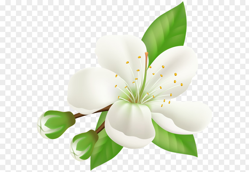 Decorative Pattern Blooming Cherry Blossom Desktop Wallpaper Flower PNG