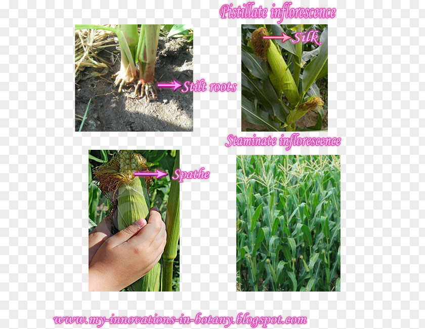 Grasses Maize Herb Flower Family PNG