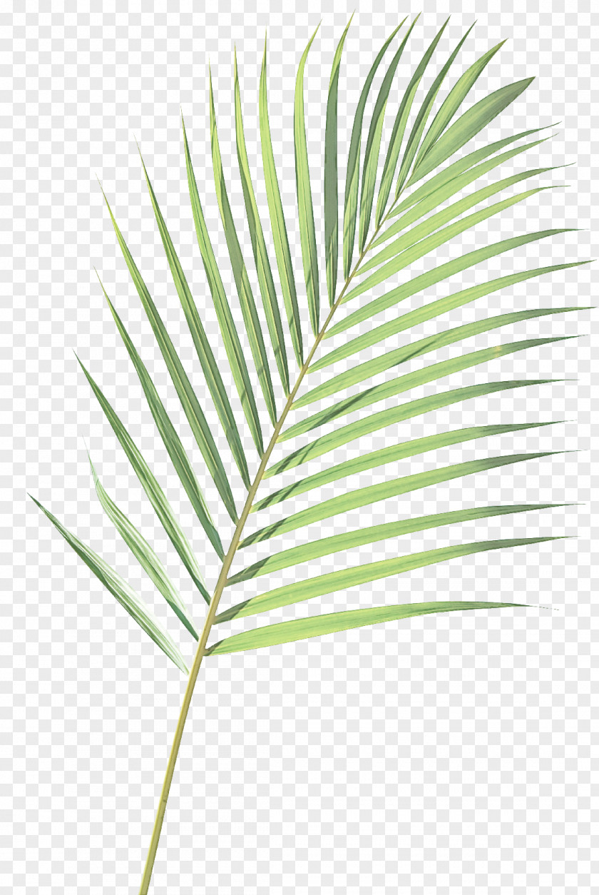 Palm Tree PNG