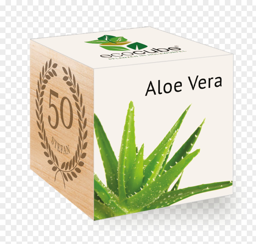 Plants Aloe Vera Cube GROW Ecocube Holzwürfel PNG