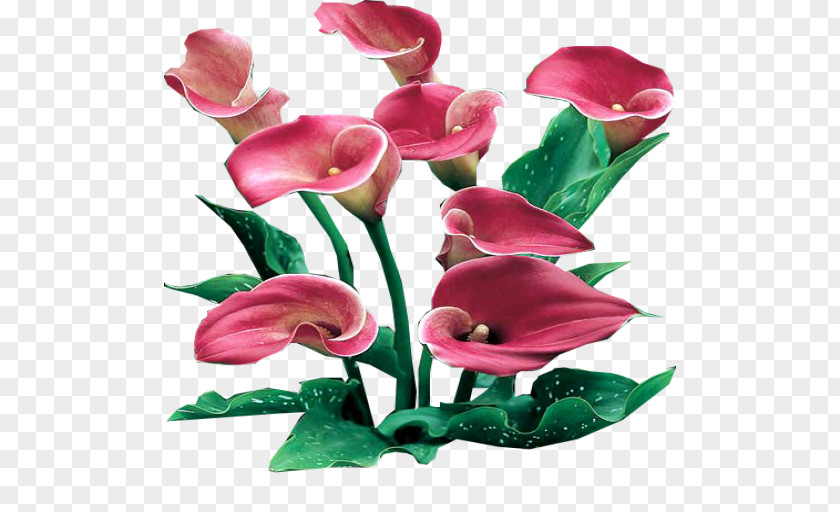 Callalily Arum-lily Flower Clip Art PNG