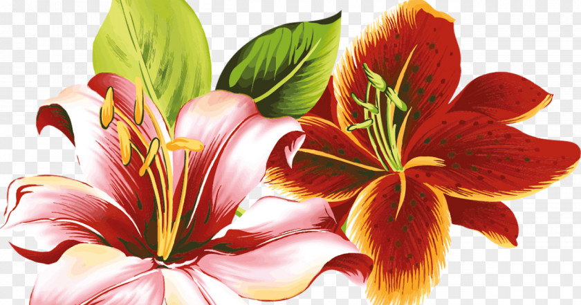 Digital Flower Orange Day-lily Coloring Book Drawing Child PNG