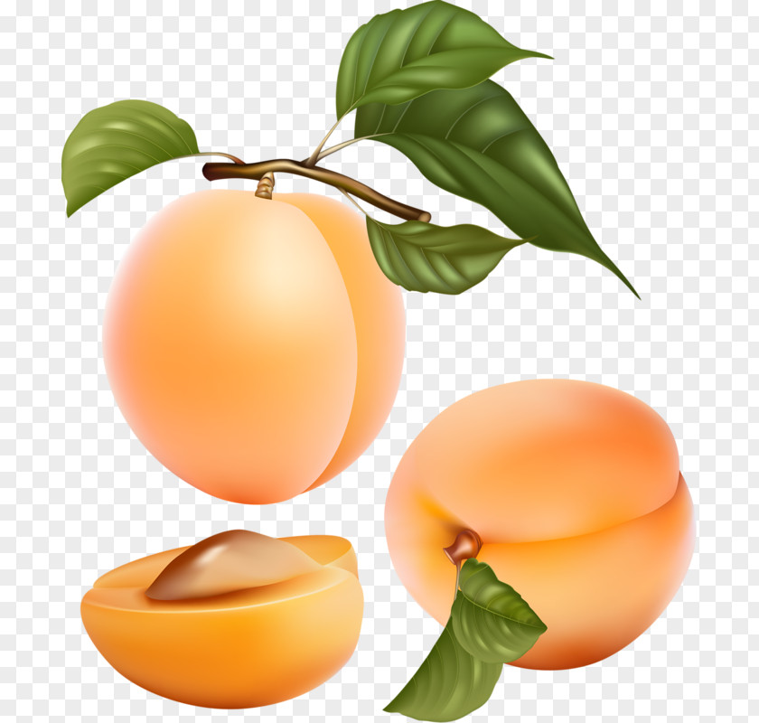 Fresh Peaches Apricot Fruit Peach Illustration PNG