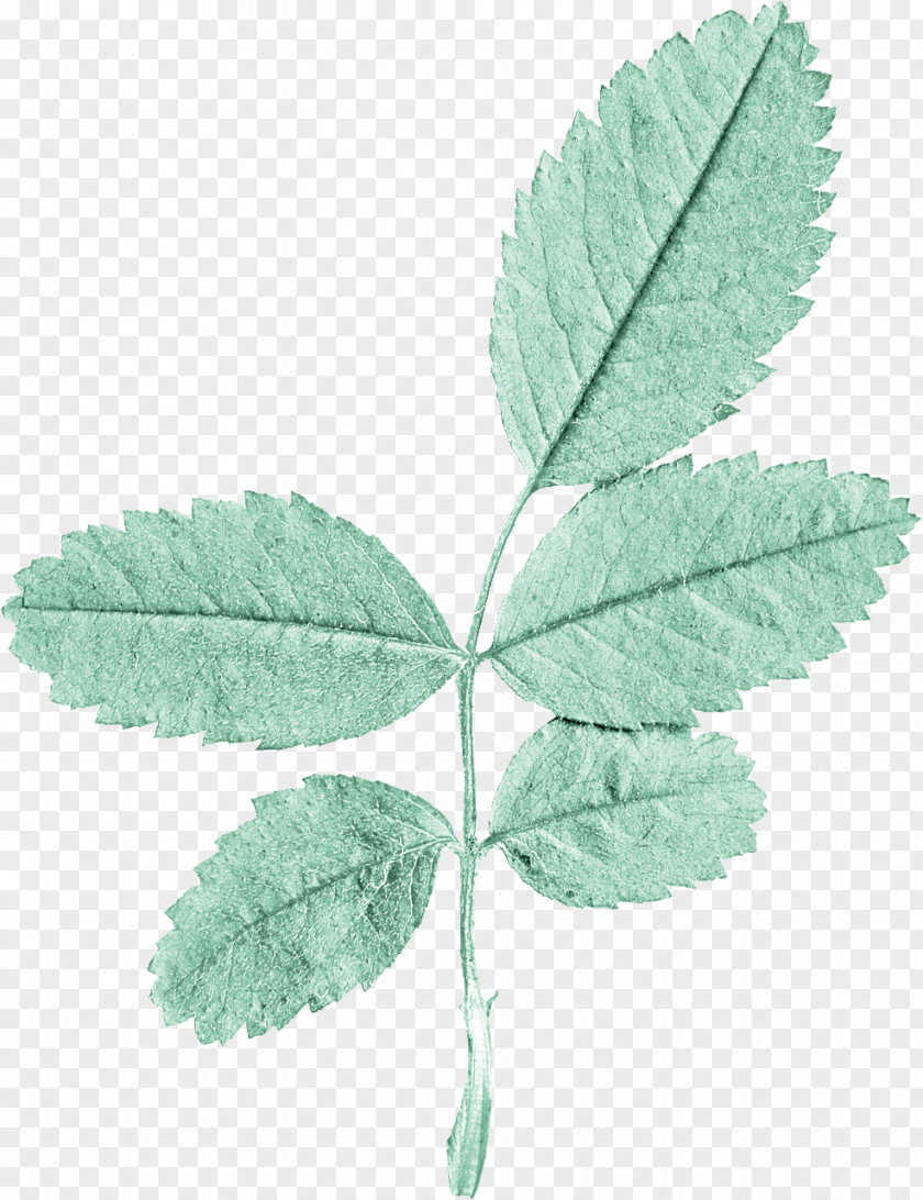 Green Leaves Leaf PNG