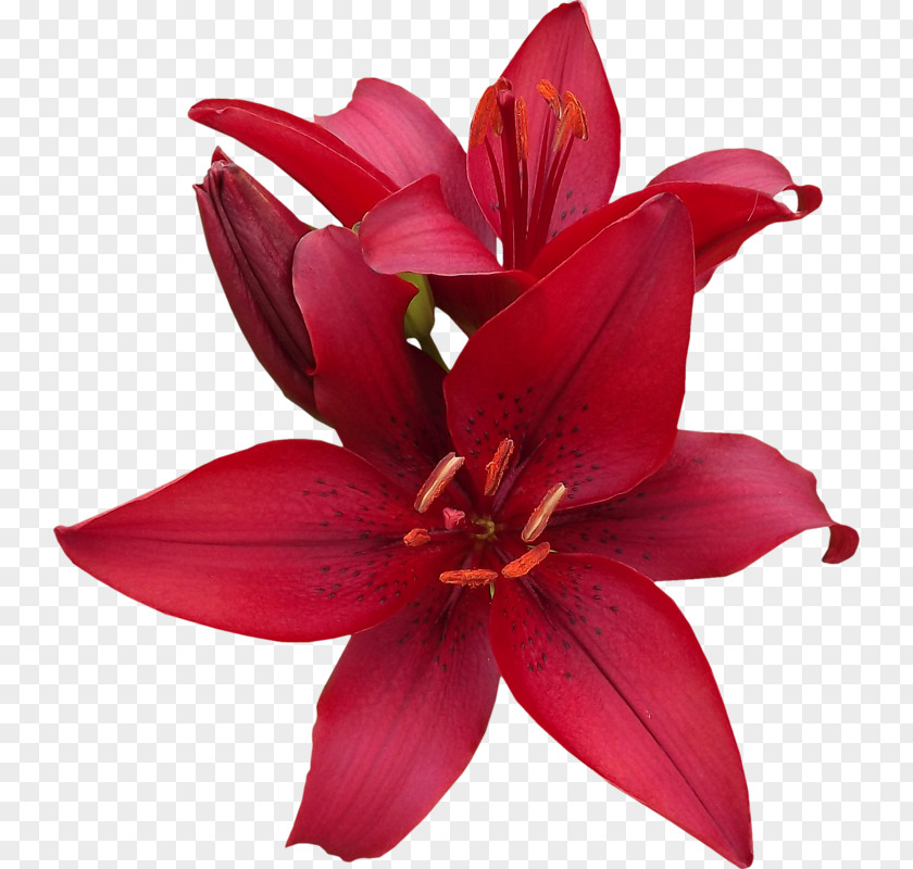 Lilium Cut Flowers Blog Magenta PNG