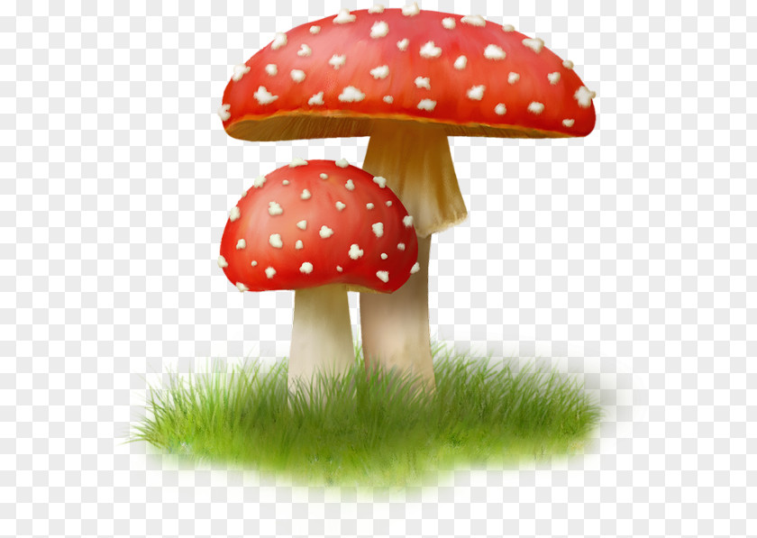 Mushroom Agaric Riddle PNG