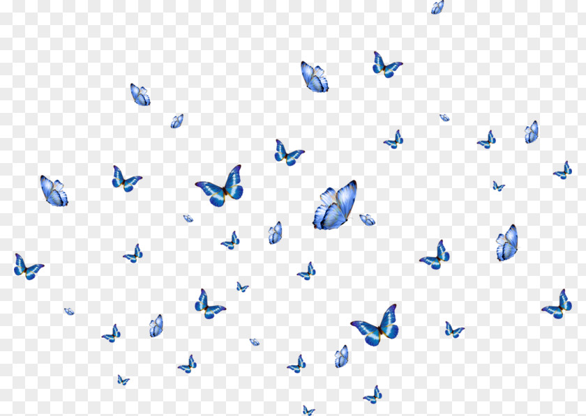 Papillon Butterfly Wink PNG