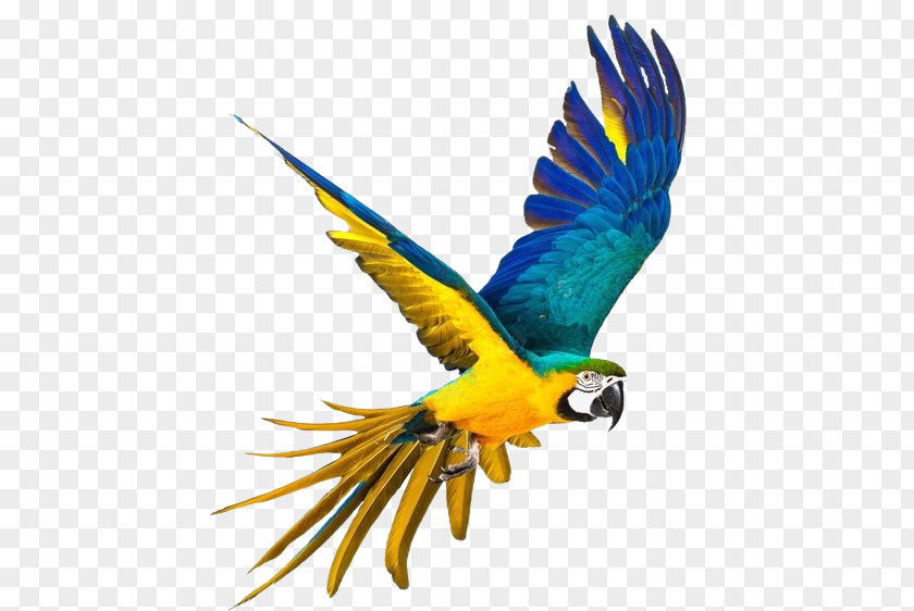 Rica Pattern Parrot Stock Photography Royalty-free Macaw PNG